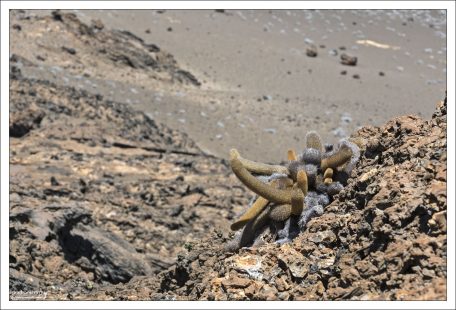 Lava cactus - Лавовый кактус - эндемик Галапагосского архипелага. Одним из первых поселяется на свежих лавовых потоках, где нет почвы, высокая температура поверхности, почти отсутствует пресная вода.
Он способен прорастать прямо в трещинах застывшей лавы, постепенно подготавливая среду для других растений.
По мере старения лавовых полей лавовый кактус часто вытесняется опунциями, которые лучше чувствуют себя в более сформированной почве. Поэтому его наличие — признак молодого вулканического ландшафта.