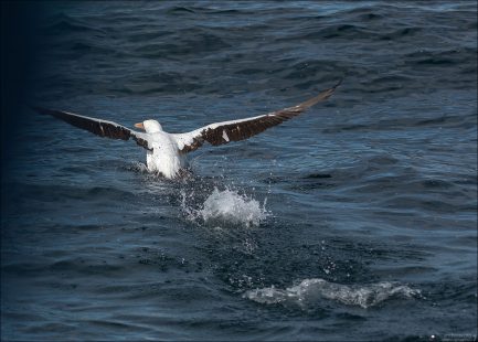 Насканская олуша - мастер пикирующего полёта: разгоняется и ныряет в воду с высоты до 30 метров.
