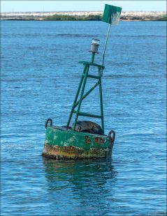 Галапагосский морской лев нашел себе уютную кровать.