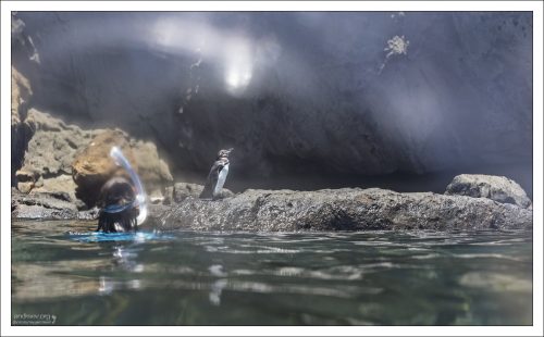 Галапагосский пингвин (Spheniscus mendiculus) — единственный вид пингвинов, который обитает так близко к экватору. Умудряется выживать благодаря уникальному сочетанию холодных течений и богатой рыбой экосистеме.