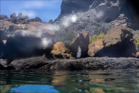 Галапагосский пингвин небольшой, около 50 см в высоту.
Окрас классический «маскарадный» — тёмная спина, белое брюхо, чёрная полоса через грудь.