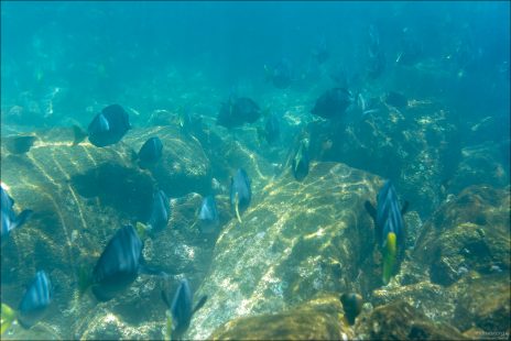 Razor surgeonfish — рыбы-хирурги, которые встречаются на Галапагосах и образуют очень живописные стаи. Особенно заметны во время снорклинга вокруг лавовых скал и бухт, например, у Pinnacle Rock на Бартоломе.