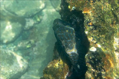 Очень большая рыба Giant hawkfish (рыба-ястреб). Больше пингвина!
Хищник: охотится на мелких рыб и ракообразных — поджидает добычу, словно ястреб, что и отражено в английском названии "hawkfish".
Часто «опирается» на свои грудные плавники, как на ножки, чтобы устойчиво держаться на поверхности.
