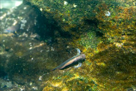 Panamic Fanged Blenny — панамская зубастая бленния. Зубы используются для защиты — эти бленнии выделяют мягкий токсин, который отпугивает хищников. Очень активные и любопытные: любят сидеть на выступах рифа и наблюдать за окружением.
Кусаются!
