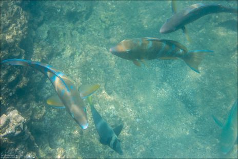 Blue-barred parrotfish (Scarus ghobban) — крупная рыба из семейства попугаевых. Питается водорослями, соскабливая их с камней и кораллов. Может менять пол в течение жизни (характерная особенность многих попугаевых рыб)!