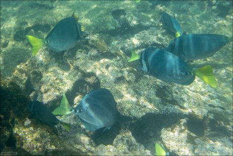 Razor Surgeonfish. На хвосте у них — острое «лезвие» или несколько пластин, которыми рыба защищается. Отсюда название вида — "рыба-хирург".