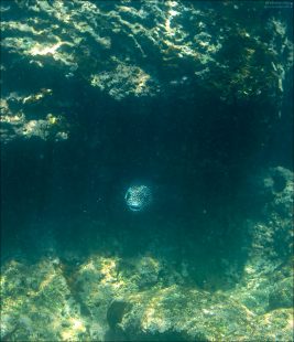 Guineafowl puffer (Arothron meleagris) с характерной окраской, похожей на пятнистый узор цесарки — отсюда название «рыба-шар-цесарка». Раздувается до шарообразной формы при опасности.