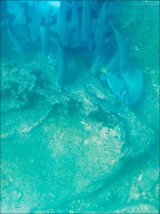 Стая рыб razor surgeonfish. Рыбы движутся координированно, почти как танцующая группа, что делает их интересными для наблюдения под водой.