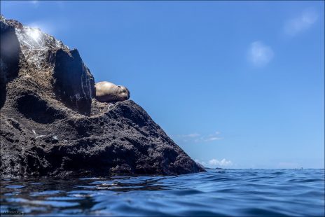 Галапагосский морской лев не обращает никакого внимания на купающихся.