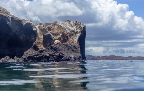 Морской лев и всплывший человек в маске.