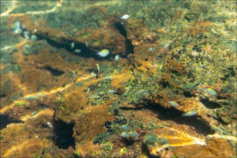 Молодь рыб Panamic Sergeant Major. Яркая окраска делает их легко узнаваемыми для туристов и дайверов. Они очень активны и любопытны, иногда подплывают близко к людям во время снорклинга. Чёткими вертикальные полосы на теле рыб напоминают форму военной нашивки — отсюда и название «sergeant major».
Мы их называли "подводными пчёлами" :)