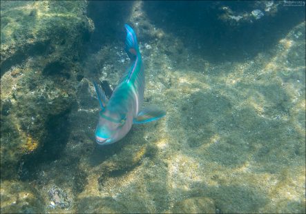 Улыбающаяся рыба-попугай (Blue-barred parrotfish; Scarus ghobban). У «попугаевых» рыб рот устроен как клюв, которым они соскабливают водоросли и кораллы.