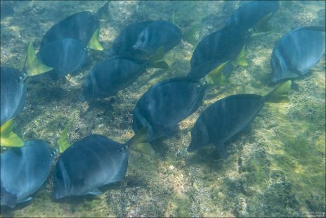 Razor Surgeonfish часто собираются в стайки, что помогает защищаться от хищников.