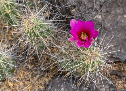 Клубничный эхиноцереус (Strawberry hedgehog cactus) — колючий пустынный «ёжик» с насыщенными малиновыми цветами.