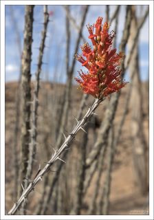Ocotillo (Fouquieria splendens) — одно из самых узнаваемых растений пустыни Чиуауа и всего юго-запада США. Это не кактус, а «пустынный выживальщик».