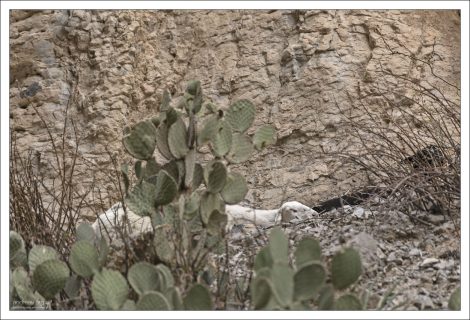 Нелегальные мигранты - козы, сбежавшие с мексиканской стороны, и прижившиеся в техасском парке Биг Бенд.