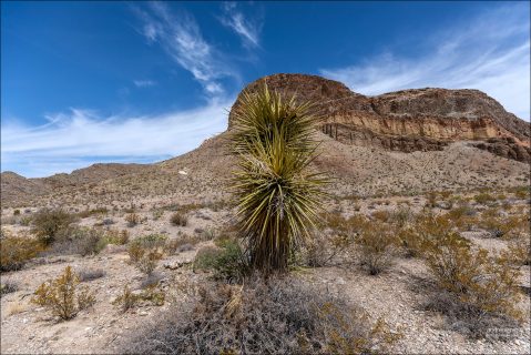 Soaptree yucca (Yucca elata) — юкка мыльная, или древовидная. Хорошо заметна издалека. Очень характерное растение для пустыни Чиуауа.