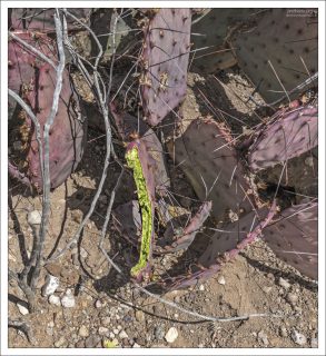 Opuntia gosseliniana — вид опунции (prickly pear), распространённый на юго-западе США и в северной Мексике. Меняет цвет в зависимости от сезона и условий: летом — зелёный, в холодное или засушливое время — серо-голубой, пурпурный, лиловый.