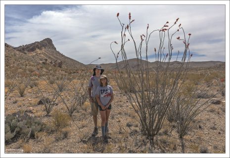 После дождя окотильо быстро выпускает маленькие зелёные листья. Пока в почве есть влага, он фотосинтезирует и накапливает ресурсы. Как только становится сухо — листья сбрасывает, чтобы не терять воду. То есть листья у него временные, сезонные, почти «одноразовые».