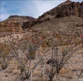 Огненные цветы на «сухих палках» — это нормальное и даже идеальное состояние растения окотильо.
