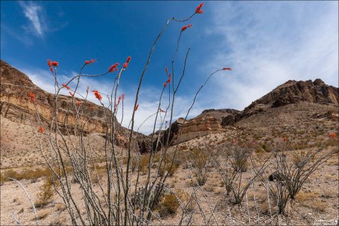 Ocotillo — это пустынный парадокс: растение, которое может быть абсолютно голым и при этом цвести.