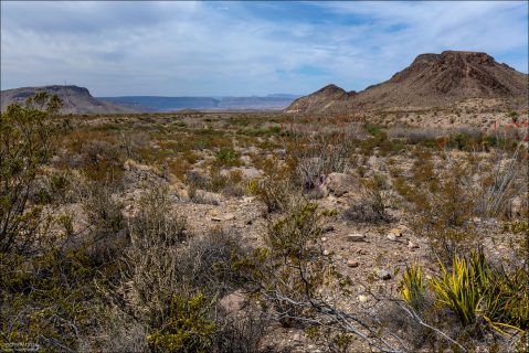 Пустыня Чиуауа — это каменистые равнины, редкие кусты, кактусы, ocotillo. Южный Техас.