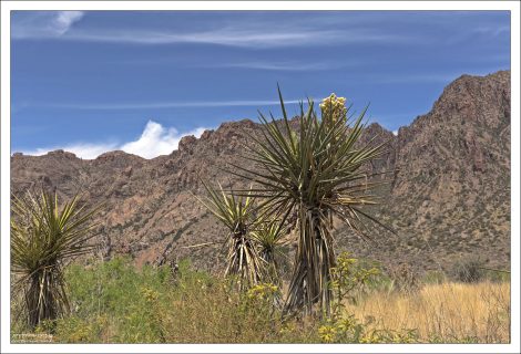 Все юкки опыляются специальной юкковой молью — это один из самых известных примеров взаимной эволюции в природе.
Без этой моли юкка не даст семян, а моль не сможет размножаться без цветков юкки.