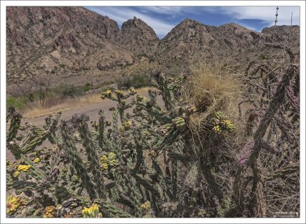Кактус Cholla (Цилиндропунция) с птичьим гнездом.