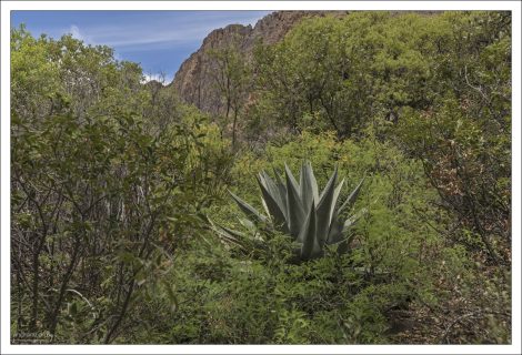 Harvard Agave (Agave havardiana) — один из самых эффектных обитателей пустынь Big Bend и горных районов Западного Техаса.
Крупная розеточная агава, названная в честь ботаника Уильяма Харварда (не университета). Диаметр розетки: до 1–1,5 метра.