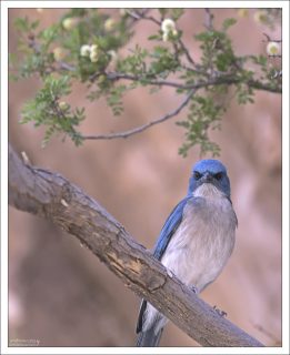 Мексиканская сойка (Mexican Jay, Aphelocoma wollweberi) — это серо-голубая птица из семейства вороновых, обитающая в лесах Техаса, Аризоны и Нью-Мексико.