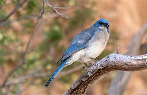 Мексиканские сойки всеядные. Зимой основной рацион — желуди и сосновые орехи (которые запасают), в другое время едят насекомых (кузнечиков, жуков, гусениц), ящериц, мелких амфибий, яйца и птенцов других птиц, иногда даже мышей.
