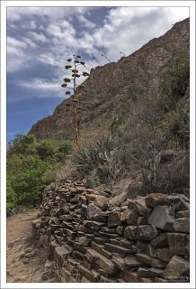 Как и многие агавы, Agave havardiana — монокарпическое растение: цветёт один-единственный раз за жизнь, после чего погибает.