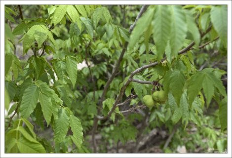 Mexican Buckeye (Ungnadia speciosa) — это небольшое листопадное дерево родом из Техаса и Мексики. Несмотря на название, он не является настоящим конским каштаном, но ценится за устойчивость к засухе, жаре и способность расти в полутени.
Весной покрывается красивыми ярко-розовыми цветами.