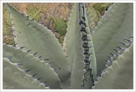 Листья Harvard Agave толстые, мясистые, сине-серые или голубовато-зеленые. Края листьев вооружены тёмными зубцами. На конце каждого листа — жёсткий, острый шип.