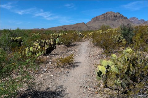 Открытое солнечное плато через которое проходит тропа Chihuahuan Desert Nature Trail.