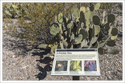 Информационная табличка о здешних видах кактусов.