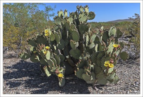 Blind prickly pear буквально переводится как «слепая опунция». Она "слепая" не потому, что «ничего не видит», а потому что у неё почти нет длинных колючек. Вместо них — глохидии: микроскопические, почти невидимые щетинки.