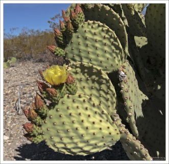 "Слепая опунция" кажется безопасной именно из-за отсутствия заметных шипов — и в этом её коварство.
Глохидии очень мелкие, легко ломаются, входят в кожу при малейшем касании, почти не видны, вызывают раздражение и зуд. Их сложнее удалить, чем крупные шипы.
Поэтому blind prickly pear — классический «кактус-ловушка для туристов».