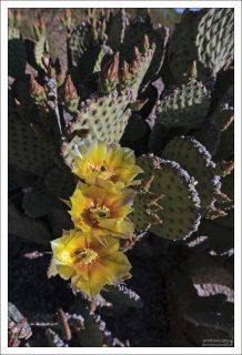 Цветы Blind Prickly Pear неожиданно изящные и совсем не «колючие».