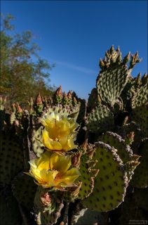 Опунции обычно цветут весной (март–апрель), иногда — повторно после хороших дождей.