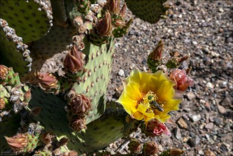 Главную работу по опылению делают одиночные пустынные пчёлы (native solitary bees). Ярко-жёлтый цвет хорошо заметен, а широко открытая форма позволяет легко садиться. Пчёлы буквально купаются в пыльце, перенося её между цветками.
Поскольку каждый цветок живёт всего 1–2 дня,
опылители должны появиться быстро и вовремя — и местные пчёлы справляются с этим идеально.