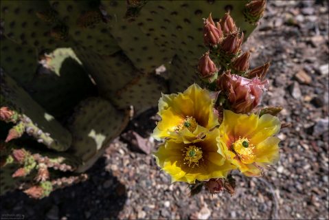 Цветки опунции формируются по краям сегментов (pads), чаще всего на верхних или хорошо освещённых частях растения.
Это создаёт эффект «венца» над плоскими зелёными пластинами.