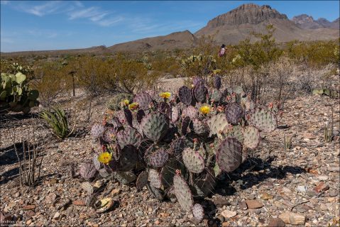 Purple Prickly Pear. Фиолетовый цвет — не постоянный, а адаптивный. Он появляется из-за накопления пигментов антоцианов, которые защищают ткани от холодных ночей, уменьшают стресс от яркого солнца, помогают переживать засуху.