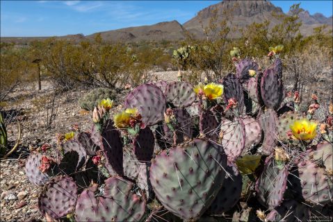 Зимой и в засуху сегменты кактуса Purple Prickly Pear становятся насыщенно пурпурными, бордовыми, сливовыми. После дождей и в период активного роста они снова зеленеют.