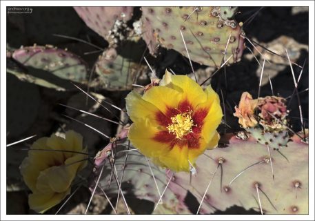 Контраст между темными сегментами Фиолетовой опунции и яркими цветами особенно выразителен.