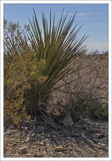 Трусишка зайка серенький под "кактусом" сидел...