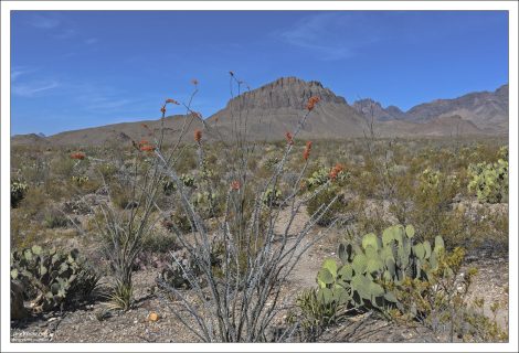 Пустыня Chihuahuan desert на границе Техаса и Мексики, США.