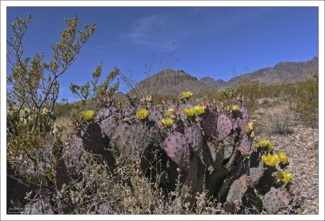 Классический вид цветущей пустыни в Биг Бенде, Техас.
