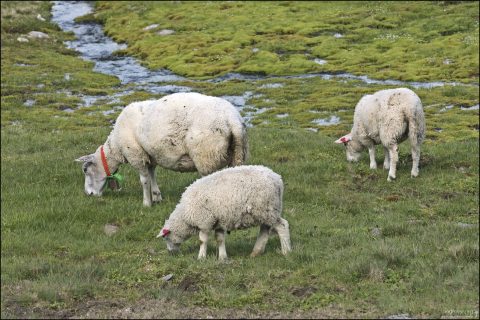 Овцы отлично себя чувствуют на высокогорье.