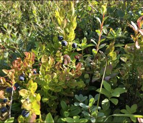 Норвежская черника, или blåbær (Vaccinium myrtillus).